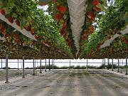 Click image for larger version

Name:	Hydroponic_Grown_IPM_Strawberrys.jpg
Views:	1930
Size:	99.4 KB
ID:	1037