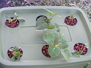Click image for larger version

Name:	Hydroponics 001.jpg
Views:	891
Size:	92.1 KB
ID:	1194