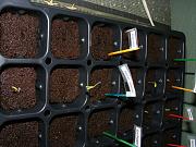 Click image for larger version

Name:	Hydroponics 003.jpg
Views:	841
Size:	97.2 KB
ID:	1200