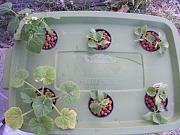 Click image for larger version

Name:	hydroponics 001.jpg
Views:	793
Size:	93.8 KB
ID:	1218