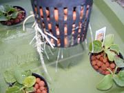 Click image for larger version

Name:	hydroponics 002.jpg
Views:	833
Size:	87.5 KB
ID:	1219