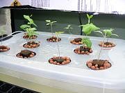 Click image for larger version

Name:	hydroponics 001.jpg
Views:	617
Size:	91.3 KB
ID:	1267