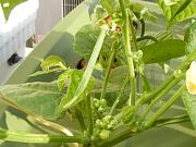 Click image for larger version

Name:	hydroponics 009.jpg
Views:	606
Size:	88.9 KB
ID:	1270