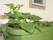 Click image for larger version

Name:	hydroponics 010.jpg
Views:	617
Size:	91.7 KB
ID:	1271
