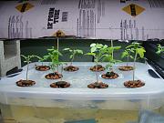 Click image for larger version

Name:	hydroponics 002.jpg
Views:	622
Size:	94.4 KB
ID:	1279