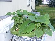 Click image for larger version

Name:	hydroponics 004.jpg
Views:	654
Size:	94.7 KB
ID:	1280