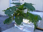 Click image for larger version

Name:	hydroponics 002.jpg
Views:	592
Size:	92.6 KB
ID:	1290