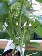 Click image for larger version

Name:	hydroponics 006.jpg
Views:	604
Size:	88.2 KB
ID:	1292