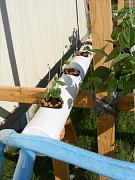 Click image for larger version

Name:	hydroponics 002.jpg
Views:	944
Size:	94.5 KB
ID:	1294