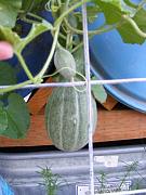 Click image for larger version

Name:	hydroponics 009.jpg
Views:	782
Size:	91.5 KB
ID:	1450