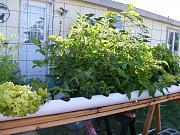 Click image for larger version

Name:	hydroponics 013.jpg
Views:	821
Size:	99.6 KB
ID:	1457