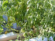 Click image for larger version

Name:	hydroponics 010.jpg
Views:	771
Size:	103.3 KB
ID:	1606
