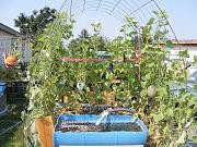 Click image for larger version

Name:	hydroponics 007.jpg
Views:	730
Size:	101.0 KB
ID:	1662