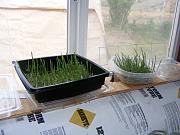 Click image for larger version

Name:	1013 seedlings 004.jpg
Views:	1742
Size:	91.7 KB
ID:	2518