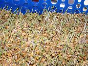 Click image for larger version

Name:	1013 seedlings 002.jpg
Views:	1535
Size:	103.7 KB
ID:	2521