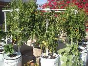 Click image for larger version

Name:	Day 150 -  Tomatoes everywhere!.jpg
Views:	1732
Size:	92.4 KB
ID:	2677