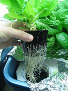 Click image for larger version

Name:	Hydroponics 0042.jpg
Views:	1028
Size:	95.0 KB
ID:	59