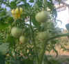 tomato-cluster4.jpg (22828 bytes)