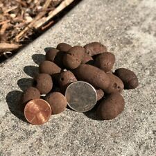 5LBS Expanded Clay rocks Grow Media for Hydroponic and Aquaponic systems medium picture
