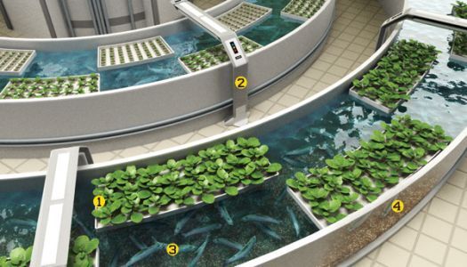 Hydroponics Aquaponics CD Aquaculture Soilless Growth Raising Plants Fish 80 bks