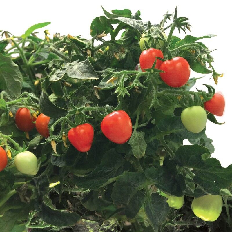 Miracle-Gro AeroGarden Mighty Mini Tomato 3-Pod Seed Pod Kit Non-GMO