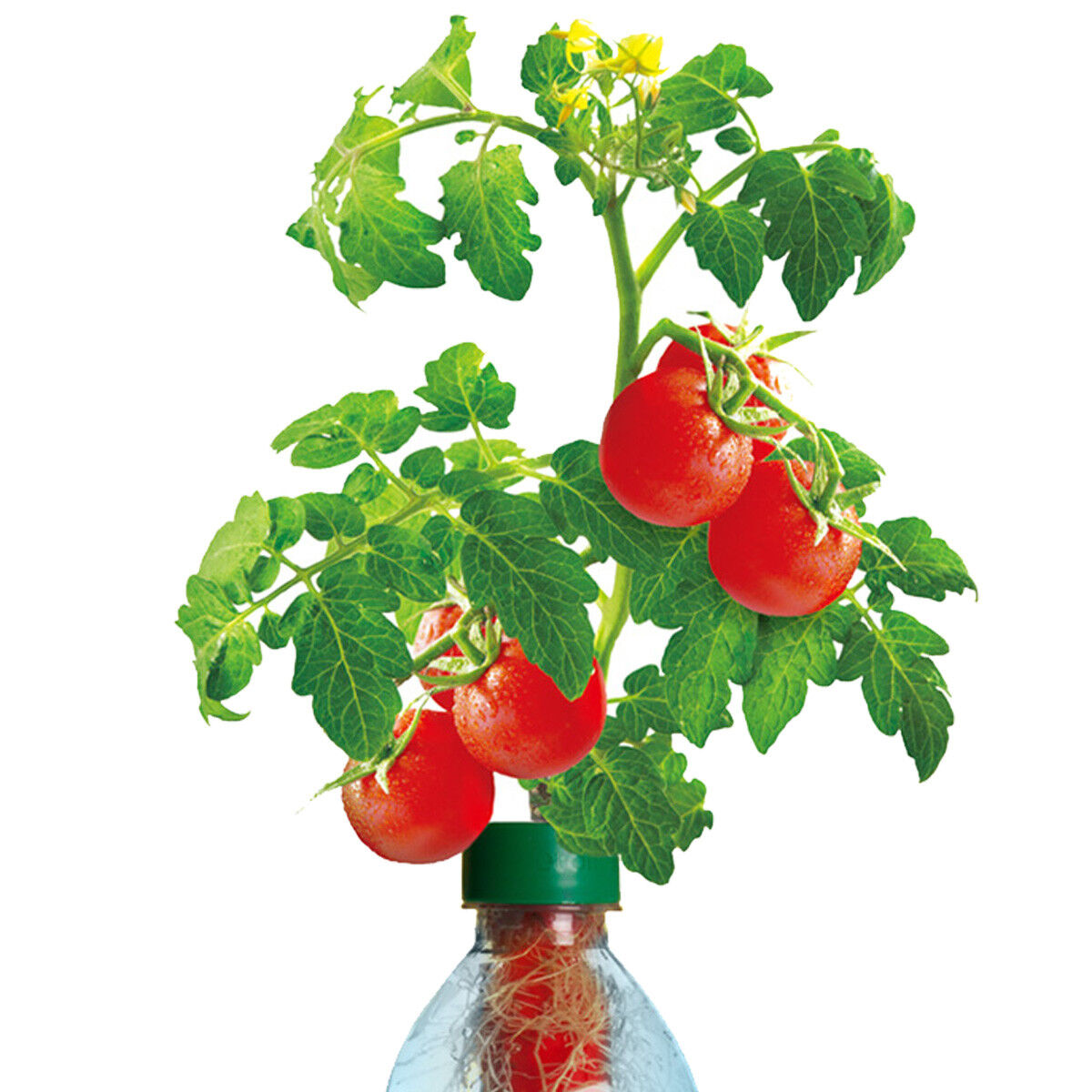PETomato™ Hydroponic Tomato Plant Growing Kit ASI9810 by Kagan