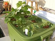 Click image for larger version

Name:	hydroponics 007.jpg
Views:	601
Size:	94.2 KB
ID:	1269