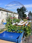 Click image for larger version

Name:	hydroponics 005.jpg
Views:	989
Size:	100.3 KB
ID:	1342