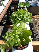 Click image for larger version

Name:	hydroponics 010.jpg
Views:	914
Size:	96.4 KB
ID:	1355