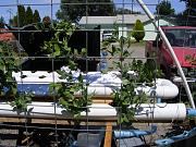 Click image for larger version

Name:	hydroponics 012.jpg
Views:	915
Size:	99.8 KB
ID:	1357