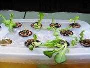 Click image for larger version

Name:	hydroponics 001.jpg
Views:	1017
Size:	89.9 KB
ID:	1664