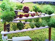 Click image for larger version

Name:	vertical-gardens.jpg
Views:	8159
Size:	78.5 KB
ID:	2168