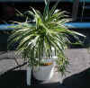 1plant-table-spider-plant.jpg (32870 bytes)