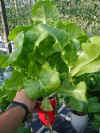 lettuce1.jpg (22667 bytes)