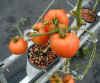 tomato-close-up2.jpg (22957 bytes)