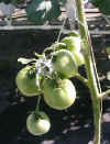 tomato-cluster.jpg (20119 bytes)