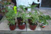 potted plant.jpg (20080 bytes)