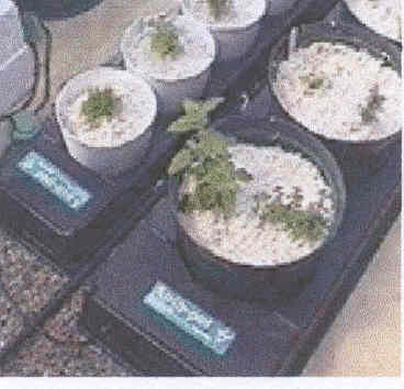 Plants grown in perlite