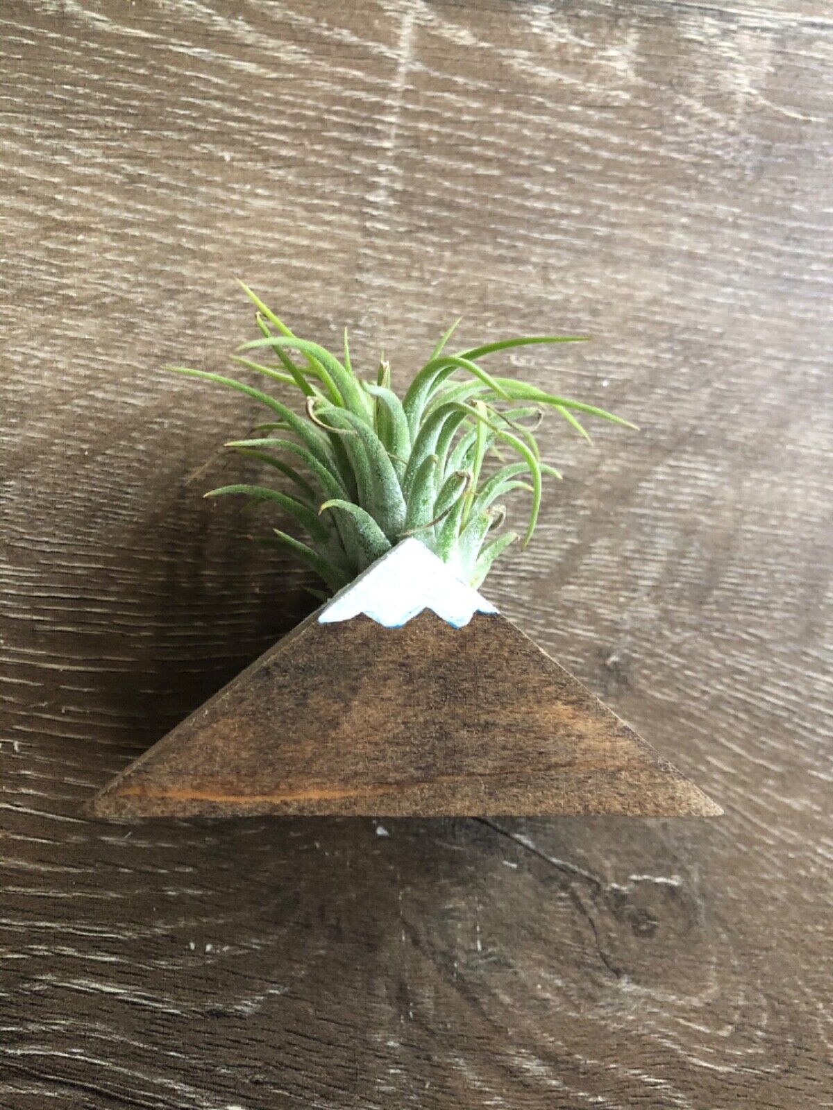 Mountain Air Plant Magnet With Air Plant Included