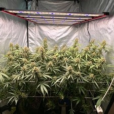Spider 6500W Most Efficient LED Grow Lights Full Spectrum 3.1umol/J for 5x5 Tent picture