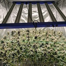 CTLITE FD4000 LED Grow Light Full Spectrum High Yield Lamp for Commercial Grower picture