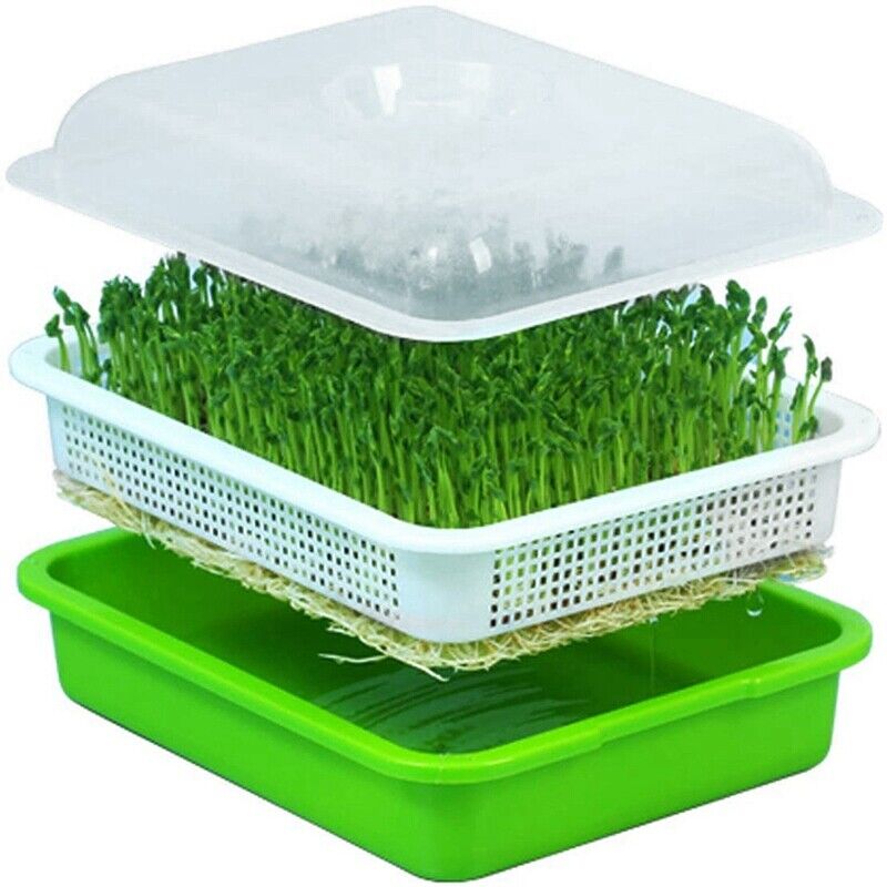 Seed Sprouter Tray with Lid BPA Free Bean Sprout Grower Sprouting Seeds Tray