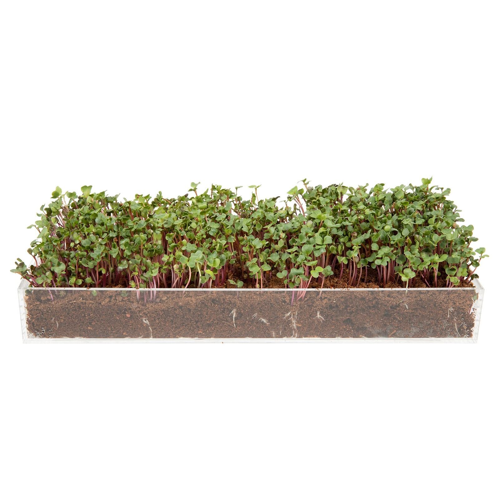 Microgreens Grow Kit - Includes Microgreen Seeds, Fiber Soil, Acrylic Growing Tr