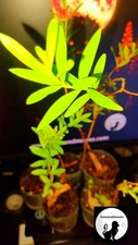 Sun Opener/Sinicuichi  Heimia salicifolia Live Plants and Seeds Organic Homegrow picture