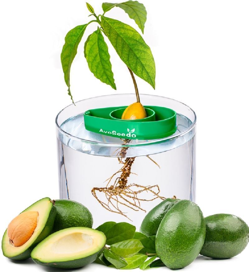 Avoseedo Grow Your Own Avocado Fresh Food Fun for Everyone 2-Pack Green