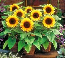DWARF SUNSPOT SUNFLOWER Wildflower/Butterflies Seeds to planting garden Non-GMO  picture