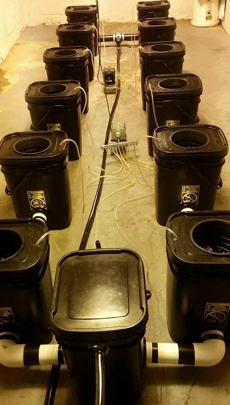 Rdwc Hydroponics System Custom Made 12 Pot 5.3 Gallon Bucket Sites 