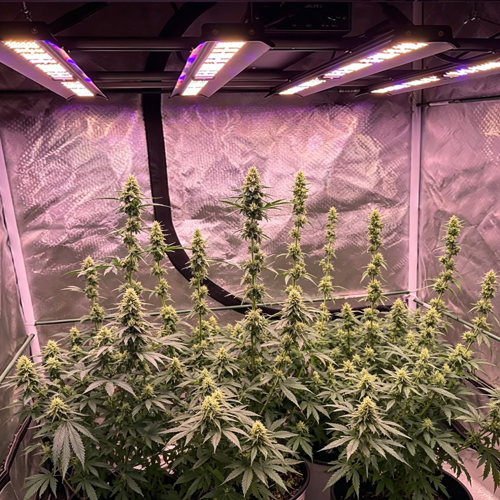 Dimmable 4000W Full Spectrum LED Indoor Plant Grow Light for Commercial Growers