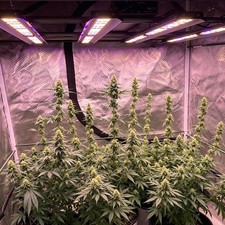 Dimmable 4000W Full Spectrum LED Indoor Plant Grow Light for Commercial Growers picture