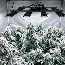 Commercial Grade 4000W Spider LED Grow Light Full Spectrum High Yield Plant Lamp picture